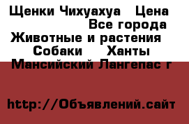 Щенки Чихуахуа › Цена ­ 12000-15000 - Все города Животные и растения » Собаки   . Ханты-Мансийский,Лангепас г.